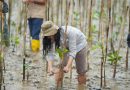 Menjaga Ekosistim Secara Berkesinambungan Langkah Masa Depan Biota Laut Terjaga,IMIP Menanam 25.000 Ribu Mangrove.