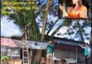 Warga dan Perangkat Desa Tolai Gotong Royong Bersihkan Pohon di Tepi Jalan Demi Keselamatan