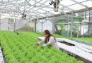 Dari Laboratorium ke Hidroponik, Jejak Karyawan IMIP di Ruang Hijau