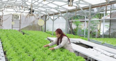 Dari Laboratorium ke Hidroponik, Jejak Karyawan IMIP di Ruang Hijau